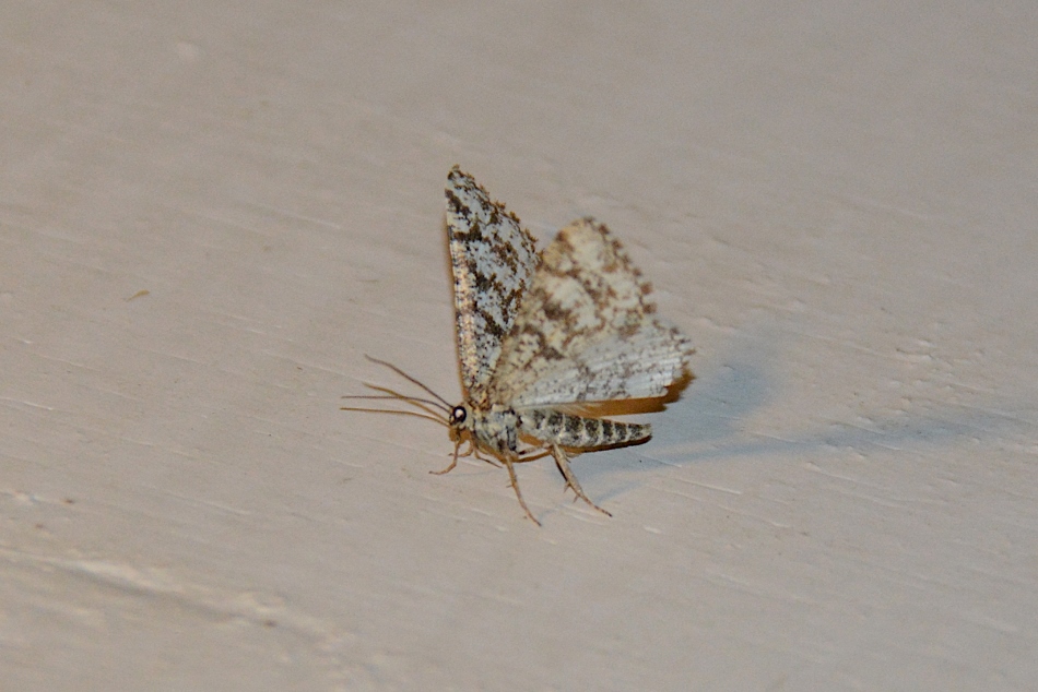 Falena da identificare: Heliomata glarearia - Geometridae